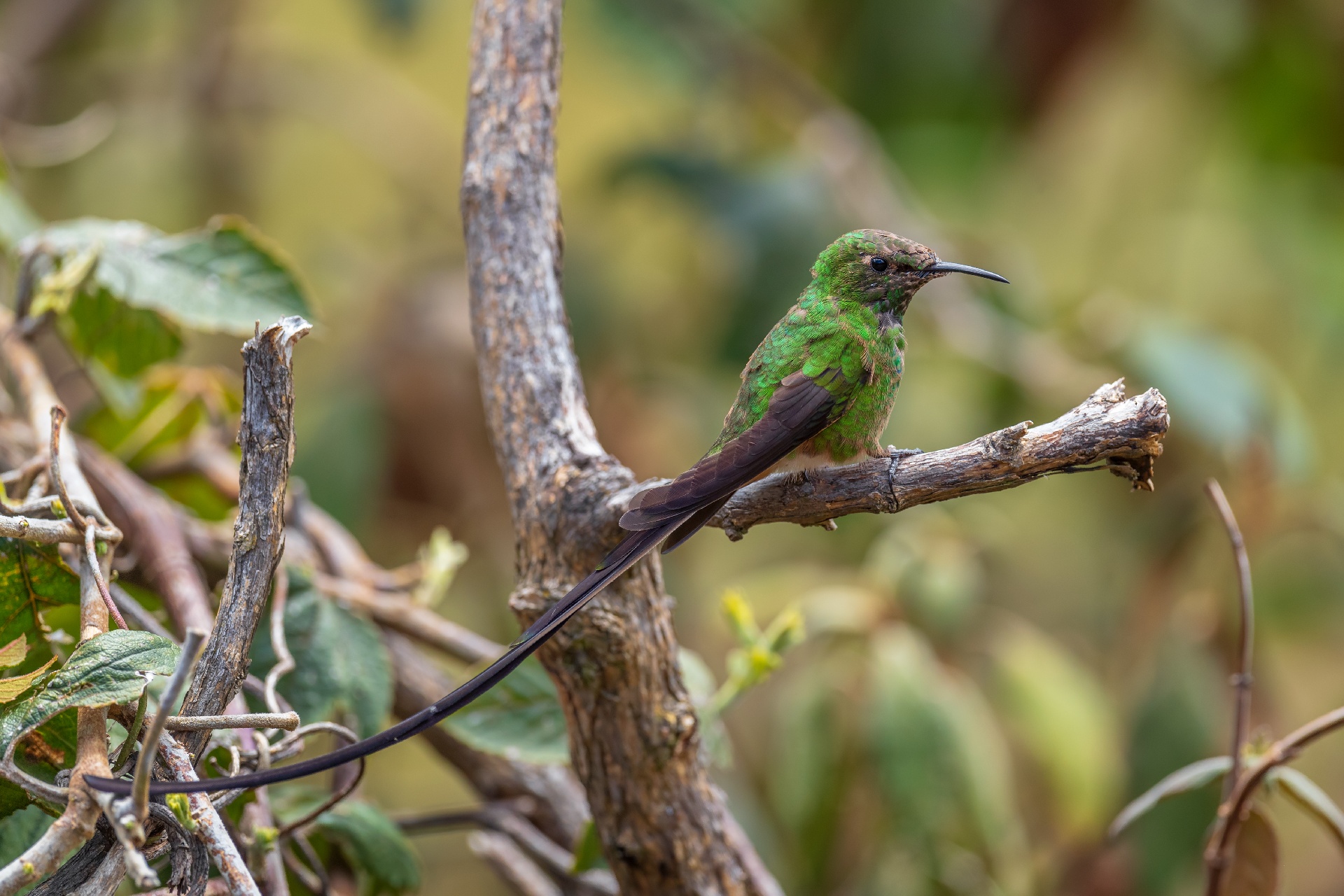 Naturaleza cumbayá